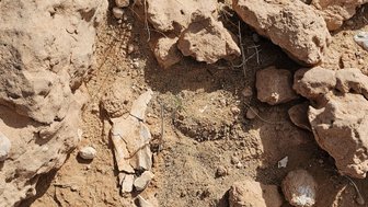 Eine trockene Landschaft mit Steinen und Gras, in der Nähe sind Fossilien sichtbar, die in den Boden eingebettet sind.