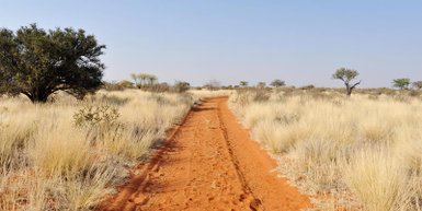 Sandiger Weg führt durch eine trockene Landschaft in der Kalahari – Sri Lanka Familienreise