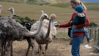 Mutter mit Baby füttert neugierige Strauße auf einer Farm entlang der Garden Route – Garden Route mit Kindern