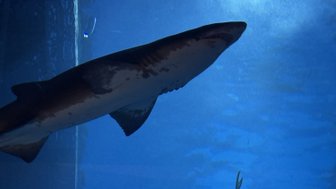 Ein großer Hai schwimmt majestätisch durch das klare, blaue Wasser eines Aquariums, umgeben von anderen Fischen.