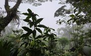 Urwaldlandschaft mit tropischer Vegetation - Costa Rica Family & Teens - Costa Rica mit Kindern und Jugendlichen