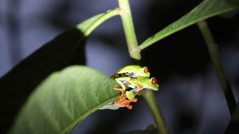 Zwei Frösche mit auffälligen roten Augen auf einem grünen Blatt – Costa Rica mit Kindern