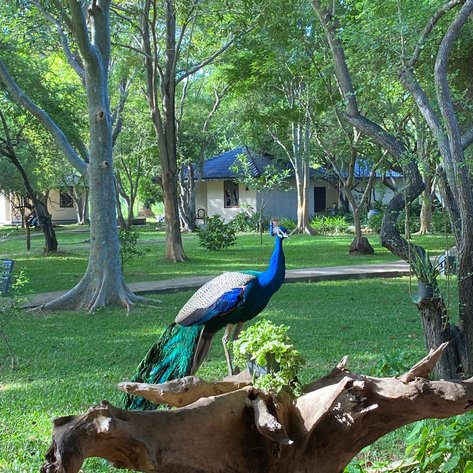 Sri Lanka Familienreise mit Kindern - Sigiriya - Kassapa Lion Rock Hotel - Pfau