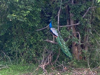 Farbenprächtiger Pfau in freier Wildbahn im Udawalawe Nationalpark – Sri Lanka Reise mit Kindern