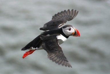 Ein Papageitaucher fliegt majestätisch über das Wasser, seine bunten Federn und der markante Schnabel sind gut sichtbar.