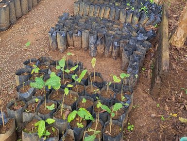 Junge Setzlinge warten auf das Pflanzen in La Tigra – Costa Rica Familienreise