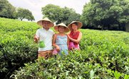 Familie in Teeplantage - China for family - China mit Kindern