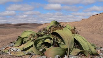 Ein Wurzelgebilde mit Blättern - Namibia Familienurlaub