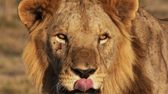 Ein majestätischer Löwe mit einem beeindruckenden, zotteligen Fell und einem neugierigen Blick steht in der Savanne.