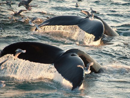 Zwei Buckelwale tauchen majestätisch aus dem Wasser auf, während Möwen um sie herumfliegen und die Wellen spritzen.