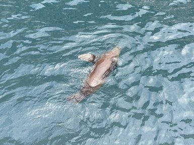 Ein Seelöwe schwimmt elegant durch das klare, glitzernde Wasser, während sanfte Wellen um ihn herum plätschern.