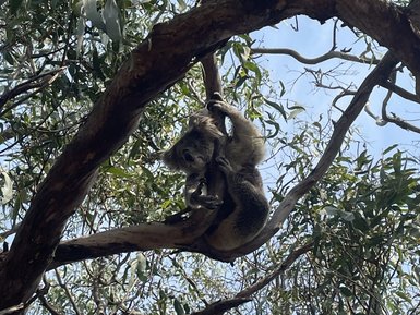 Ein Koala hängt entspannt an einem Ast, umgeben von üppigem grünen Laub und strahlend blauem Himmel.