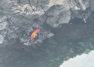 Ein leuchtend roter Krebs sitzt auf einem dunklen Felsen, umgeben von klarem Wasser und grauen Steinen im Hintergrund.