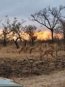Antilopen fressen im warmen Licht des Sonnenuntergangs im Kruger Nationalpark – Südafrika Familienreise