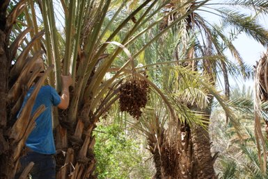 Dattelplantage im sonnigen Draa-Tal – Marokko Familienreise