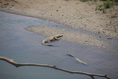 Krokodil ruht auf trockenem Boden am Flussufer – Costa Rica mit Kindern