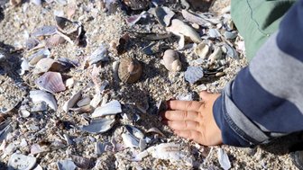 Muscheln liegen am Sandstrand von Boulders Beach – Garden Route Reise mit Kindern