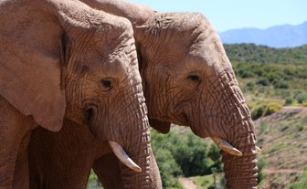 Zwei Elefanten aus nächster Nähe in der Buffelsdrift Game Lodge – Garden Route Familienreise