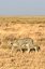 Gepard in trockener Graslandschaft - Tansania for family