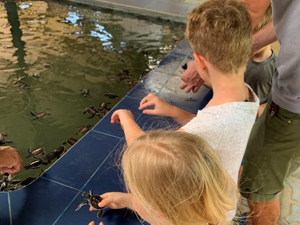 Kinder begegnen kleinen Schildkröten in der Aufzuchtstation von Bentota – Sri Lanka Reise mit Kindern