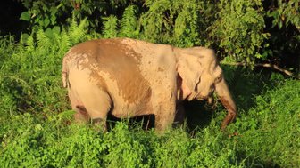 Borneo-Zwergelefant bewegt sich ruhig durch das dichte Grün des Regenwaldes – Malaysia & Borneo mit Kindern