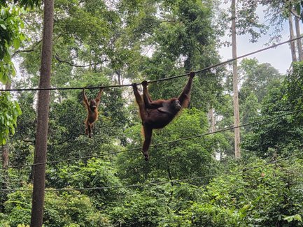Orang Utans bewegen sich an Seilen durch den Regenwald im Sepilok Orangutan Rehabilitation Centre auf Borneo - Malaysia Familienreise
