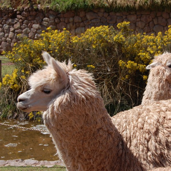 Zwei Lamas stehen friedlich in einer sonnigen Landschaft, umgeben von gelben Blumen und einem steinernen Hintergrund.
