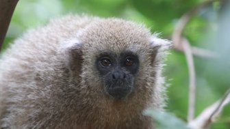 Ein neugieriger Affe mit weichem, graubraunem Fell sitzt in der dichten, grünen Vegetation des Amazonas.