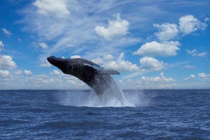 Buckelwal zeigt sich in der Drake Bay – Costa Rica mit Kindern