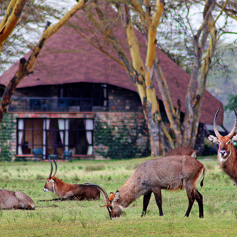 Eine Gruppe von Wasserböcken grast friedlich auf der Wiese vor einer Lodge, umgeben von gelben Akazienbäumen.
