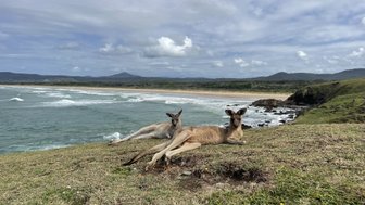 Zwei Kängurus liegen entspannt auf einer grünen Wiese mit Blick auf das ruhige Wasser und den Strand in der Ferne.