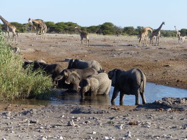 Mehrere Elefanten und Giraffen stehen an einem Wasserloch - Namibia Familienurlaub