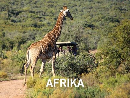 Eine Giraffe steht majestätisch auf einem staubigen Weg, umgeben von üppigem, grünem Buschland in Afrika.