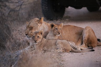 Löwin liegt mit ihren Babys in der offenen Savanne – Südafrika Reise mit Kindern