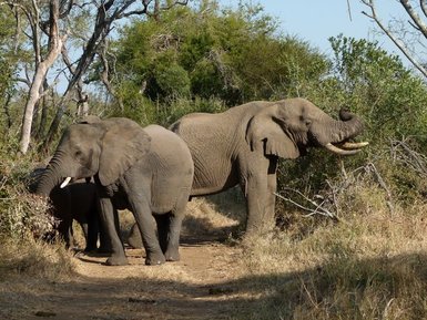 Zwei Elefanten stehen nebeneinander in der weiten Savanne unter blauem Himmel – Südafrika mit Kindern