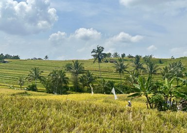 Satte grüne Reisterrassen von Jatiluwih auf Bali – Bali Familienreise