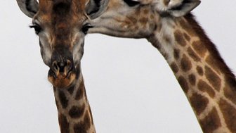 Zwei neugierige Giraffenköpfe aus nächster Nähe vor hellem Himmel – Südafrika Reise mit Kindern