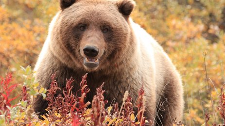 Braunbär in Natur - Westkanada mit Kindern