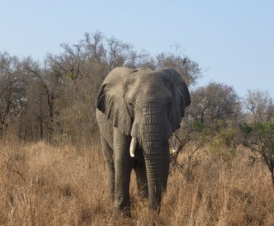 Elefant in der Wildnis des Krüger Nationalparks – Südafrika mit Kindern