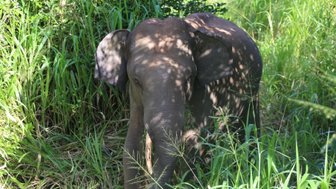 Elefant in natürlicher Umgebung im Minneriya Nationalpark – Sri Lanka Reise mit Kindern