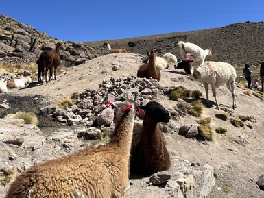 Zwei Lamas mit roten Bändern ruhen auf einem felsigen Boden im Colca Canyon, umgeben von weiteren Tieren und einer klaren blauen Himmel.