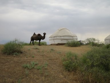 Ein Dromedar steht auf einer trockenen Wiese neben traditionellen Jurten unter einem bewölkten Himmel.