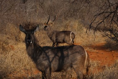 Zwei Ellipsen-Wasserböcke stehen aufmerksam im Makutsi Game Reserve – Südafrika Reise mit Kindern