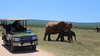 Elefantenmutter mit Jungtier steht neben Jeep im Addo Nationalpark – Garden Route mit Kindern