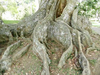 Wurzel eines alten Baumes im Park von Kandy – Sri Lanka Reise mit Kindern