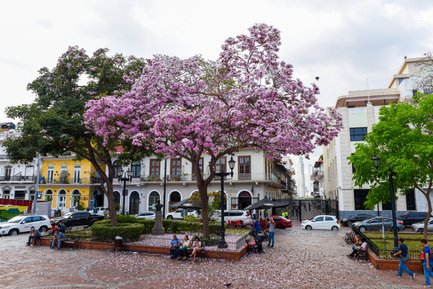 Ein rosa blühender Baum ziert die Straße und ist umgeben von Sitzmöglichkeiten