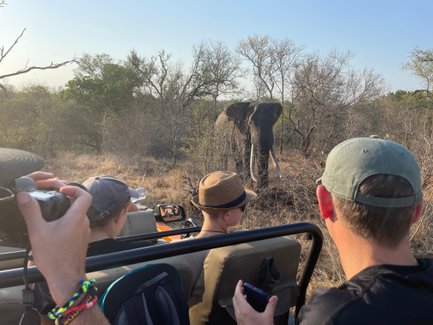Eine Reisegruppe sitzt im Safari-Jeep und beobachtet einen Elefanten aus nächster Nähe im Makutsi Game Reserve – Südafrika Familienreise
