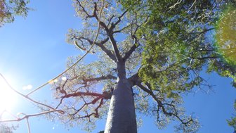 Ein majestätischer Baobabbaum ragt in den klaren blauen Himmel, umgeben von leuchtendem Sonnenlicht und üppigem Grün.