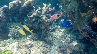 Bunte Fische schwimmen zwischen Korallenriffen in klarem Wasser, während Sonnenstrahlen durch die Oberfläche scheinen.
