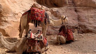 Schlucht von Petra mit Kamelen - Jordanien Urlaub mit Kindern